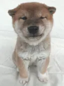 柴犬
SHIBA047-3