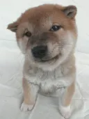 柴犬
SHIBA047-2