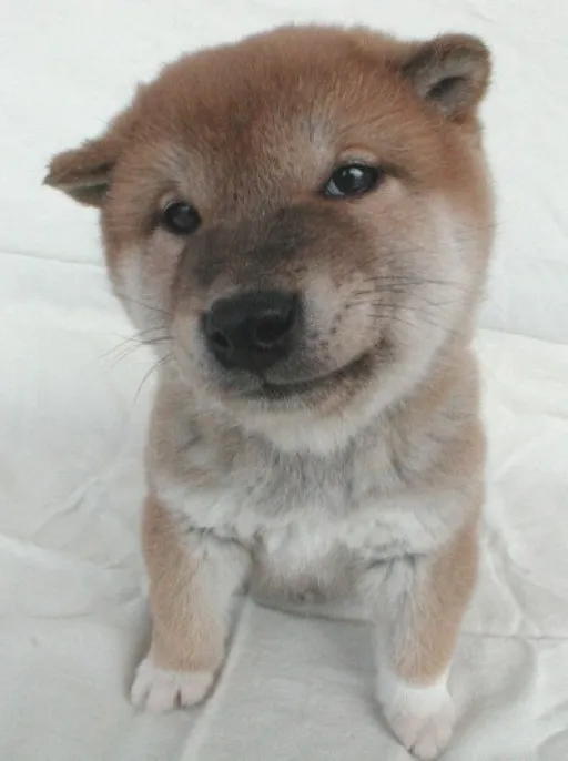 柴犬
SHIBA047-2