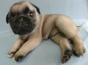 パグ009-2
PUG009-1