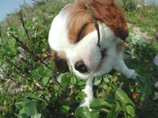 キャバリア4
CAVALIER KING CHARLES SPANIEL4