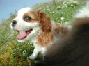 キャバリア3
CAVALIER KING CHARLES SPANIEL3