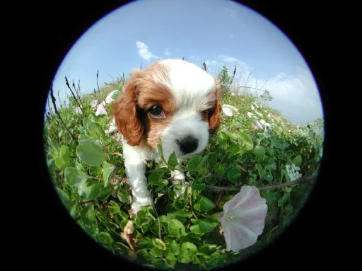 キャバリア2
CAVALIER KING CHARLES SPANIEL1