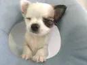 チワワL
CHIHUAHUA