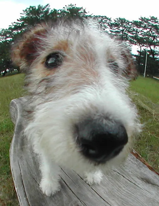 ワイアー・フォックステリア
Wire Fox Terrier003-5