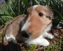 シェットランドシープドッグ
she023-4
Shetland Sheepdog