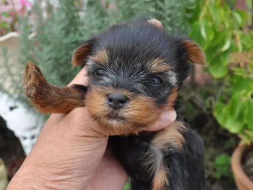 ヨークシャー・テリアの子犬販売 画像1