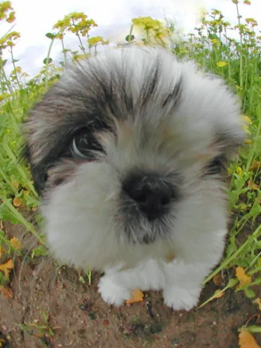 シーズー
Shih tzu118-1