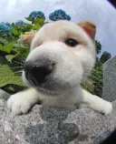 柴犬
Shiba-Inu
161-10