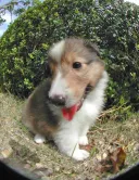 シェルティー
Shetland Sheepdog
she029-2