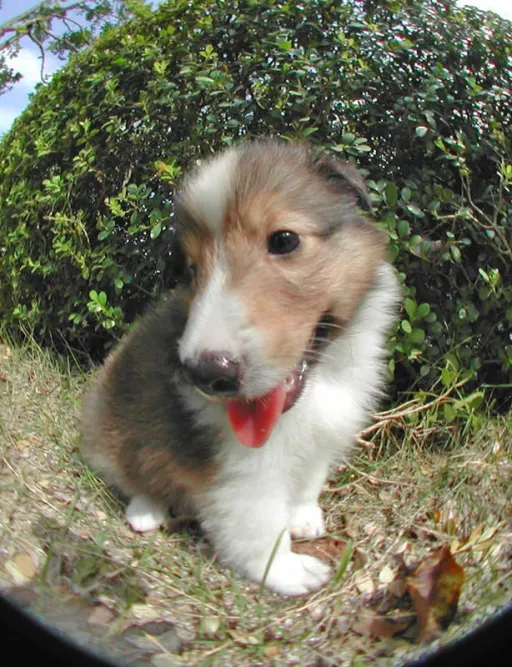 シェルティー
Shetland Sheepdog
she029-2