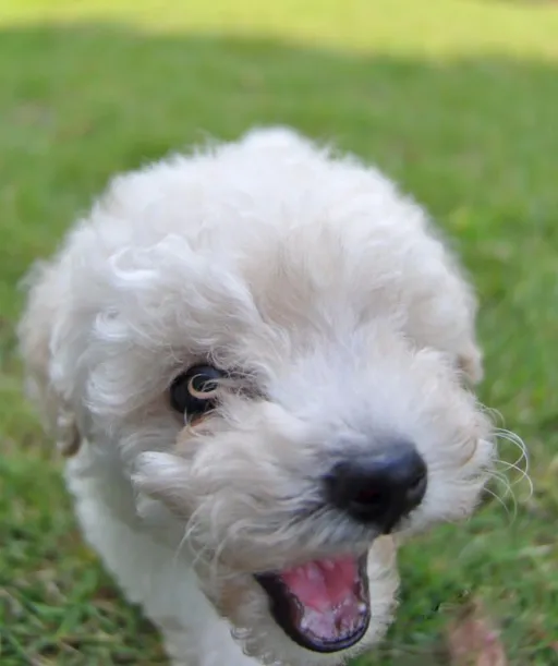 トイプードル
Toy Poodle
toy157-3