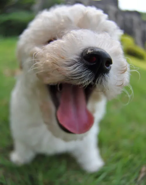 トイプードル
Toy Poodle
toy157-2