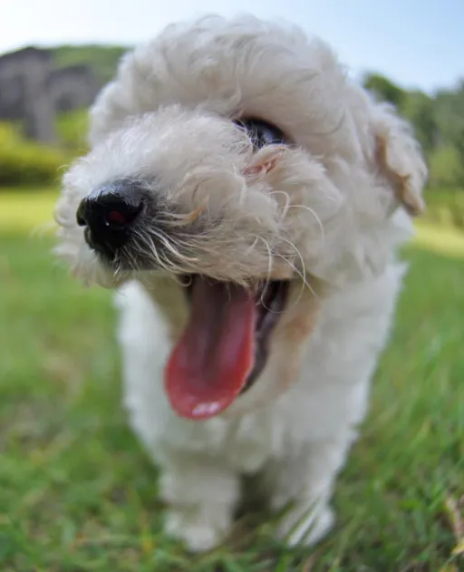 トイプードル
Toy Poodle
toy157-1