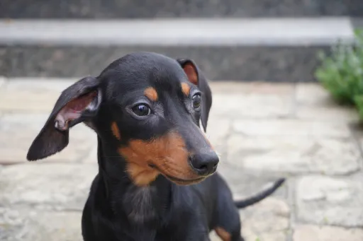 ダックスフンドの子犬販売 画像1