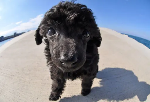 トイプードル
Toy Poodle
162-5