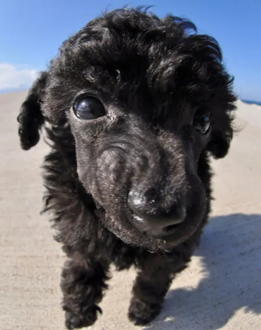 トイプードル
Toy Poodle
162-6