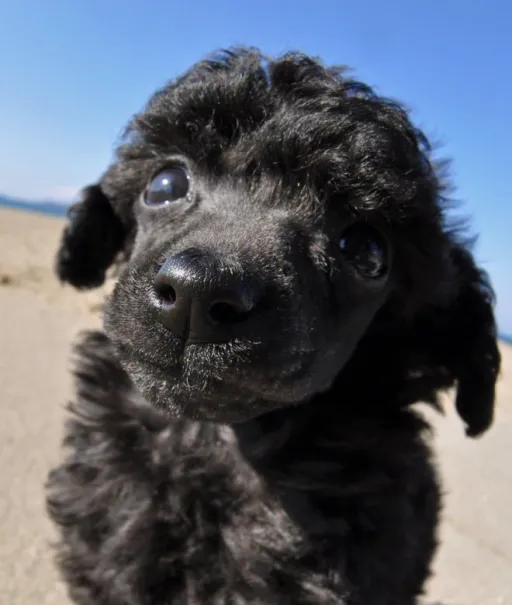 トイプードル
Toy Poodle
162-1