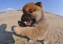 柴犬
Shiba-inu-4