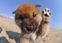 柴犬
Shiba-inu-3