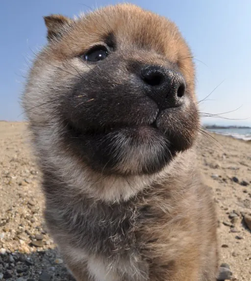 柴犬
Shiba-inu-1