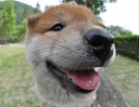 柴犬
Shiba-inu-10