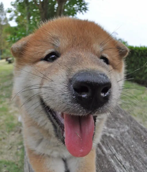 柴犬
Shiba-inu-8