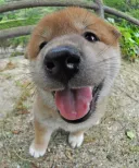 柴犬
Shiba-inu-7