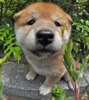 柴犬
Shiba-inu-4