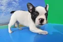 フレンチブルドッグ
French Bulldog078-4