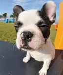 フレンチブルドッグ
French Bulldog078-2