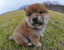 柴犬
Shiba-inu195-5