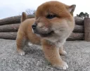 柴犬
Shiba-inu195-4