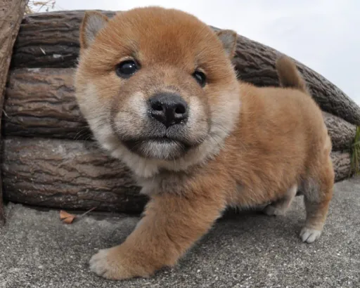 柴犬
Shiba-inu195-3