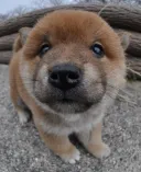 柴犬
Shiba-inu195-2