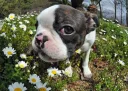 ボストンテリア
Boston Terrier076-4