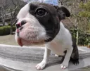 ボストンテリア
Boston Terrier076-1