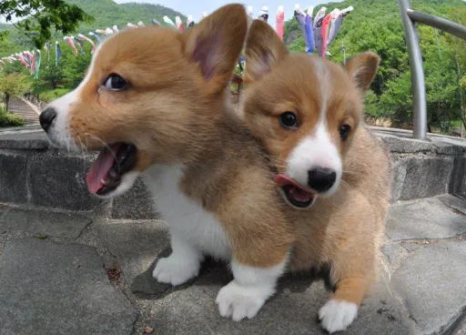 ウェルシュコーギー
Welsh Corgi-10