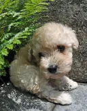 トイプードル
TOY POODLE 211-3