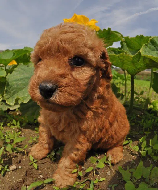 トイプードル
TOY POODLE 214-3