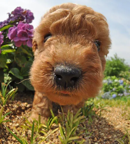 トイプードル
TOY POODLE 214-1