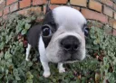 ボストンテリア
Boston Terrier083-5