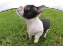 ボストンテリア
Boston Terrier083-3