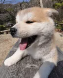 秋田犬
Akita-Inu-5