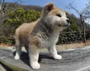 秋田犬
Akita-Inu-4