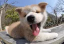 秋田犬
Akita-Inu-3