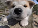 秋田犬
Akita-Inu-2