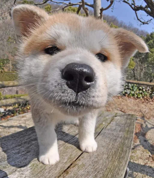 秋田犬
Akita-Inu-1