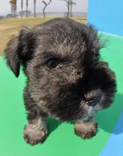 ミニチュアシュナウザー
Miniature Schnauzer