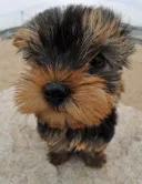 ヨークシャーテリア
Yorkshire Terrier-10